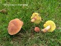 Rheubarbariboletus armeniacus-amf282